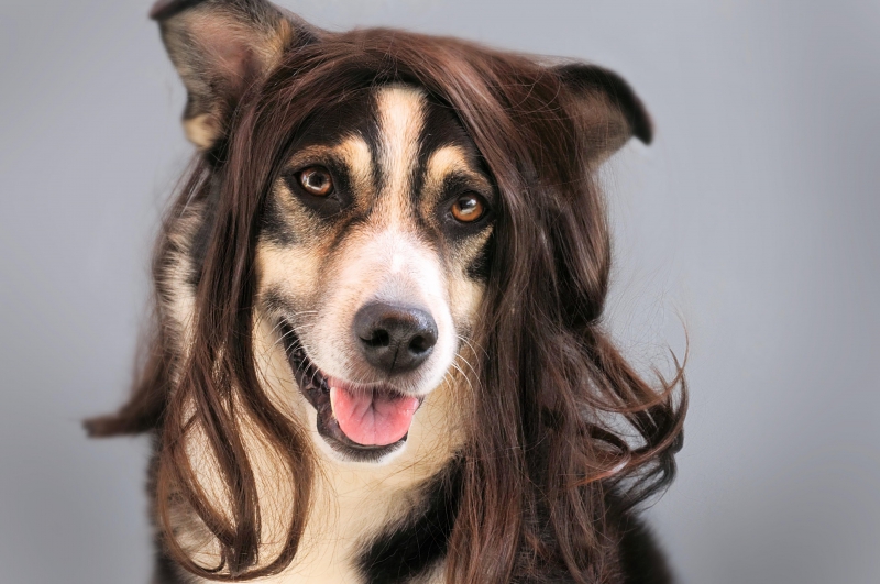 coiffure-TRIGANCE-min_dog-1776721